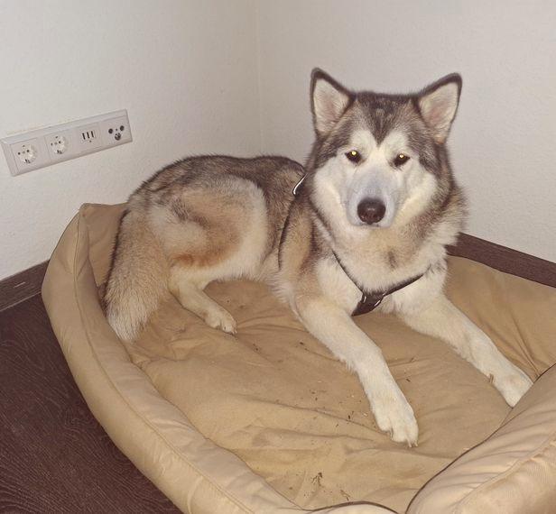 Alaskan Malamute Hündin sucht Endstelle
