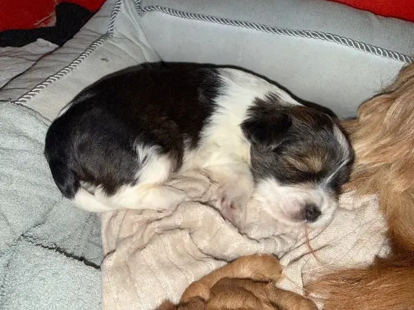 Yorkiepoo Yorkshire Terrier / Zwergpudel