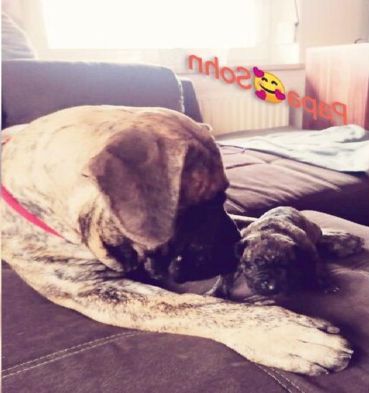 Wunderschöne Presa Canario Welpen