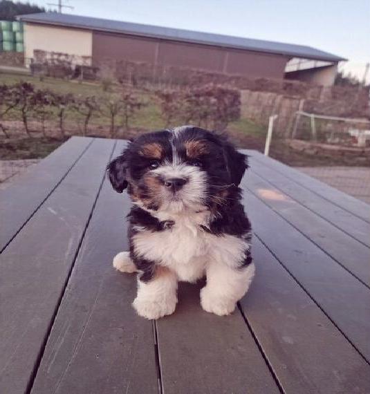 Suche Guadian Home für Bernedoodle Welpen und Junghund