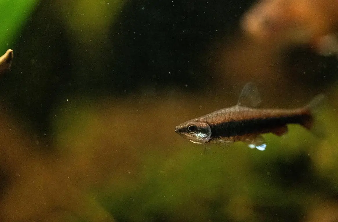 6x Längsbandziersalmler (Nannostomus beckfordi) zu verkaufen