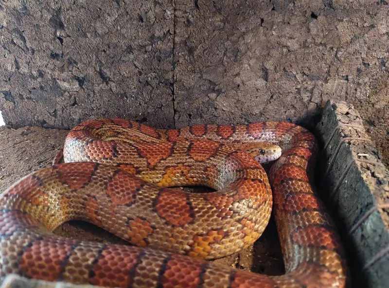 Kornnatter ca. 12-jährig samt Terrarium zu verkaufen