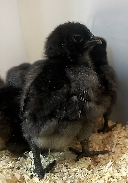 Ayam Cemani Küken zu verkaufen
