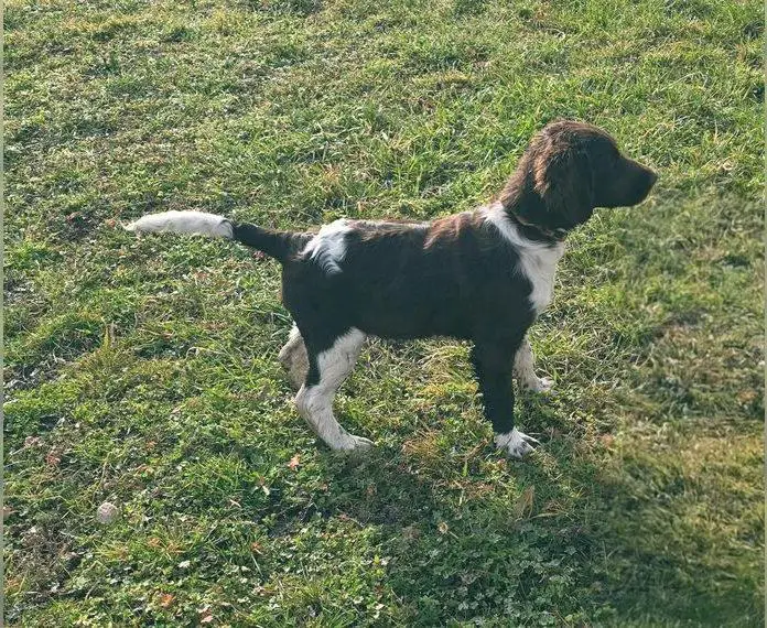 Kleine Münsterlander Welpen