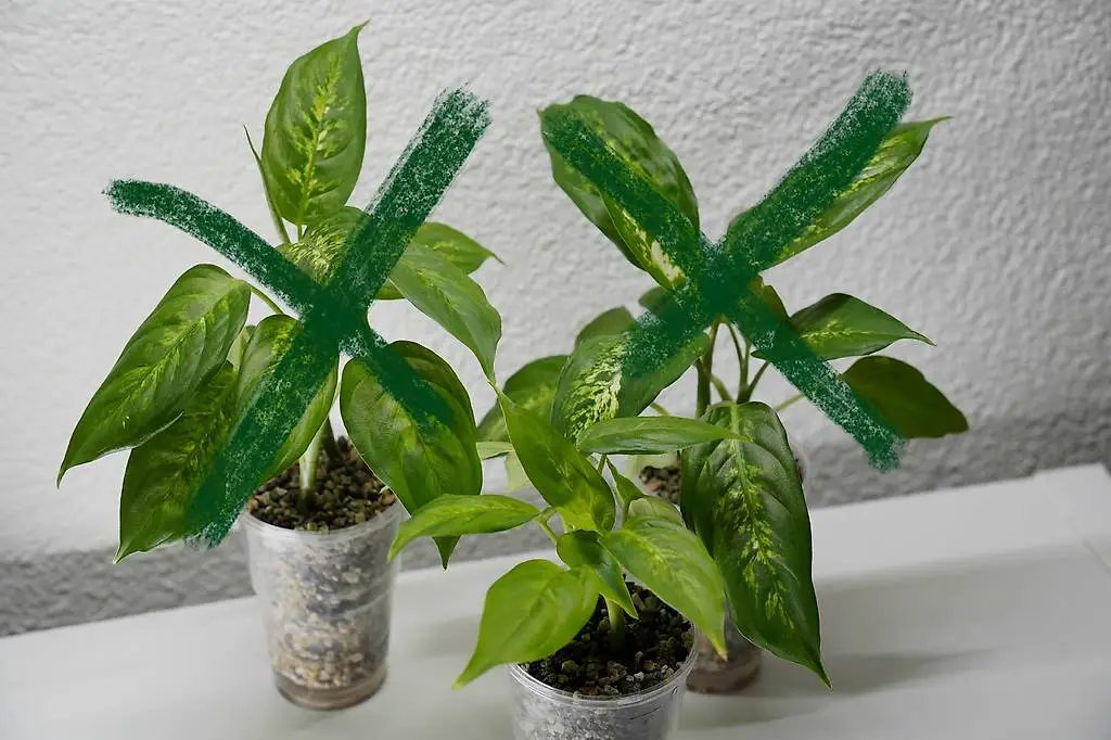 Dieffenbachie in Semi-Hydrokultur