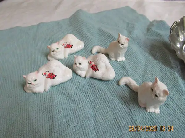  Katze, Katzen, Kater, Tigerli, Hauskatzen