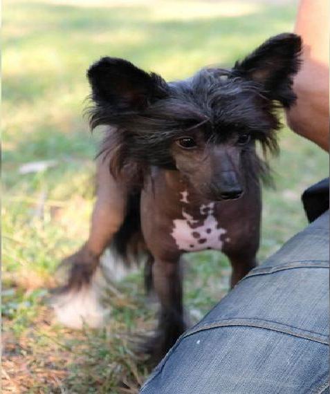 Rüden Chinese Crested