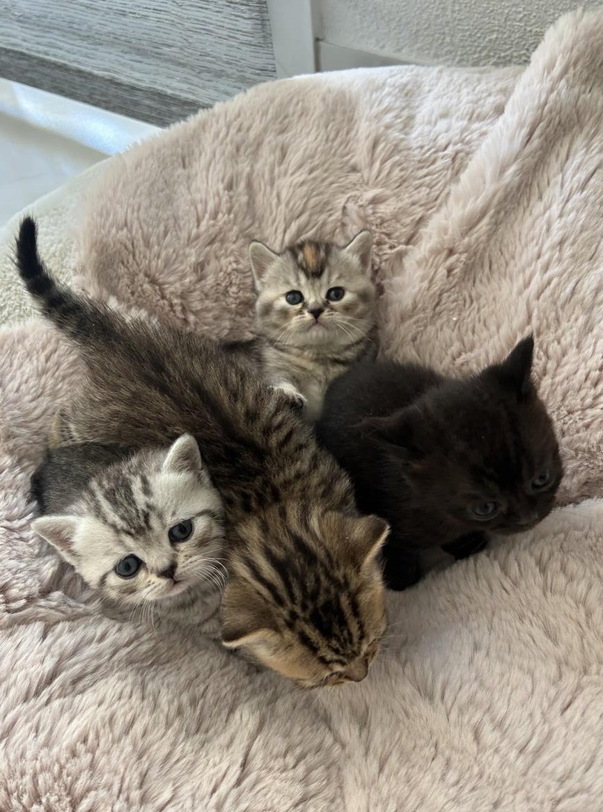 Britisch Kurzhaar Kitten zu vergeben