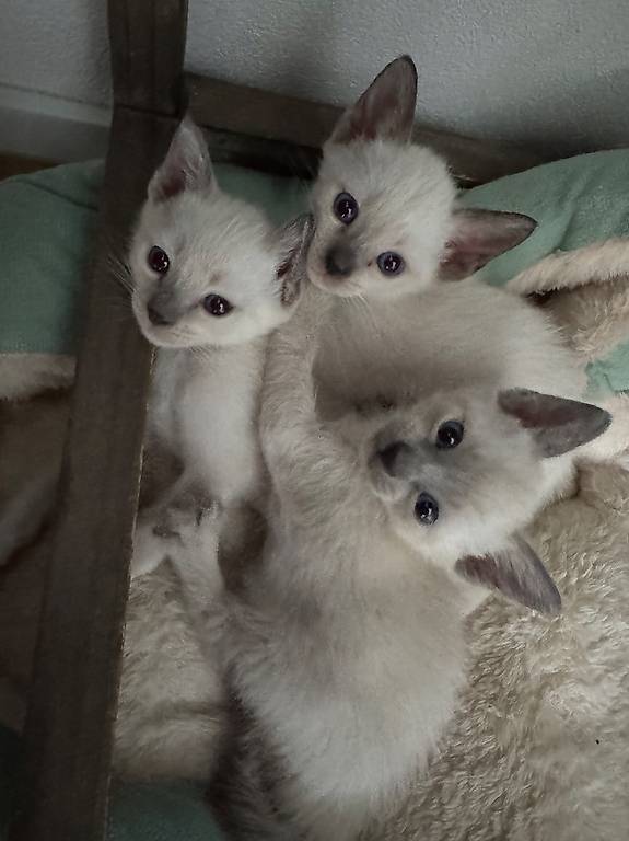 3 süsse Rundkopf-Siamkätzchen suchen liebevolles Zuhause