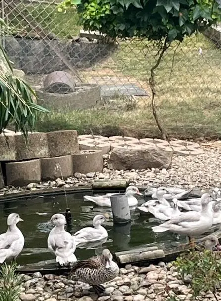 Brautenten silber und naturfaben aus eigener Zucht