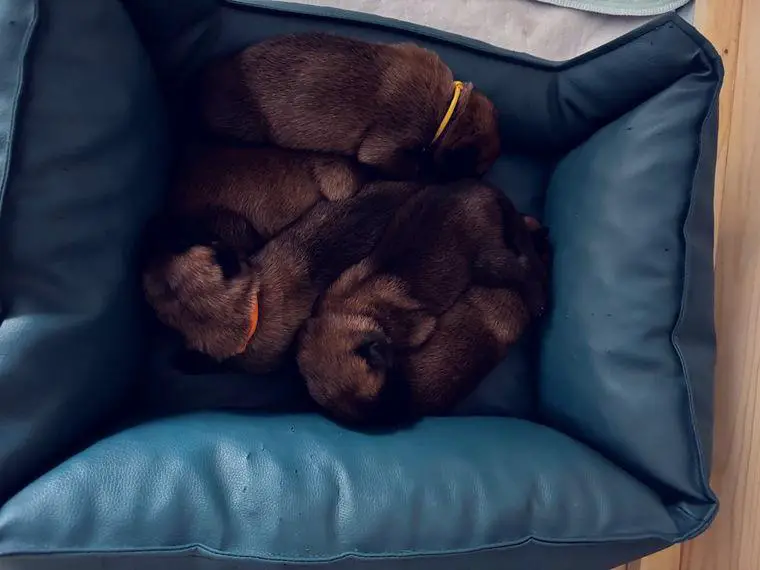 Hündin hat tollen Welpen