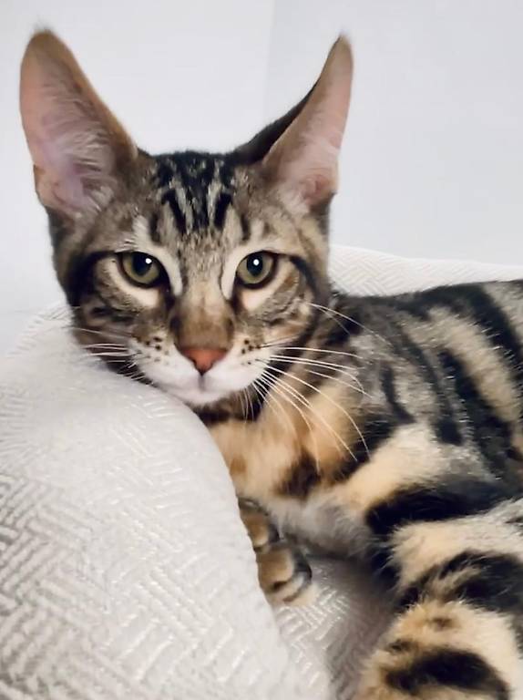 Hübscher Bengal Maine coon mix Arik