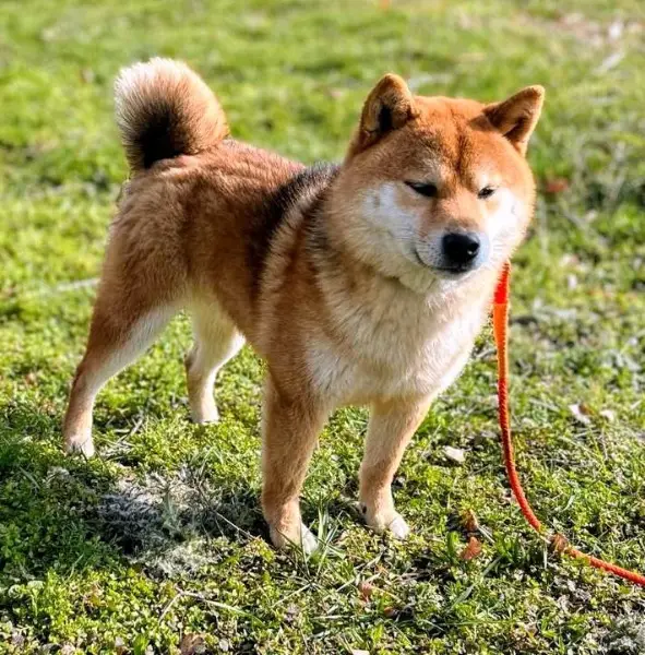 Shiba Inu Rüde