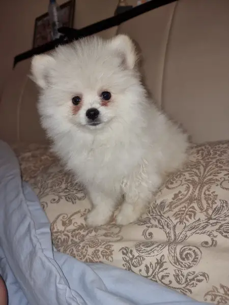 Männlicher Zwergspitz/ Pomeranian