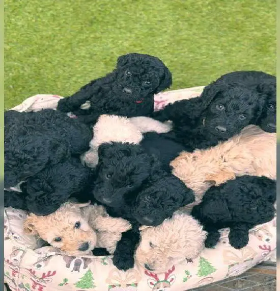 Goldendoodle F1B Welpen