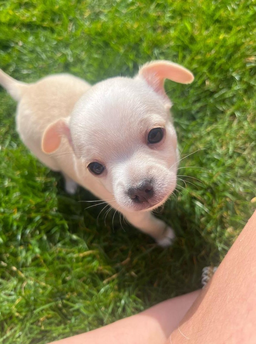 Chihuahua Welpen in beige-weiss & braun-beige gestromt