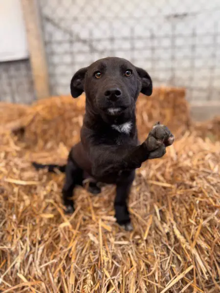 Banderas, Mischlingsrüde, ca. 8 Monate, z.zt. in Ungarn