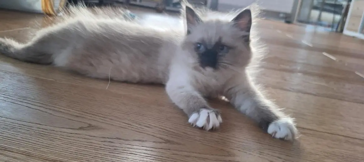 Ragdoll Kitten Katerchen sucht seine Familie