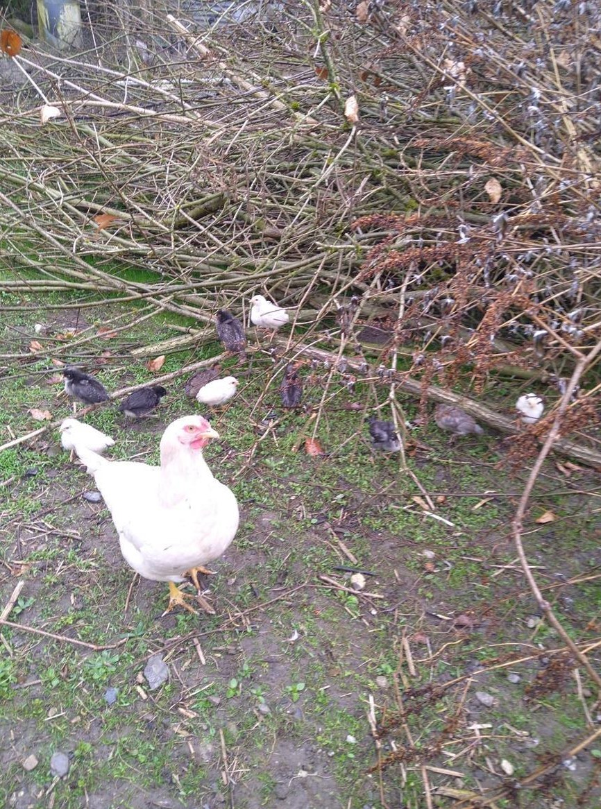 Henne mit 12 Küken zu verkaufen