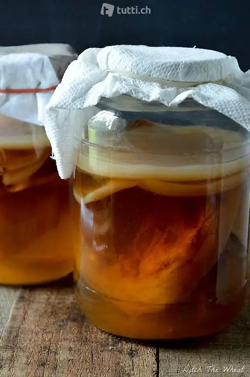 Kombucha Fermentierung Teepilz