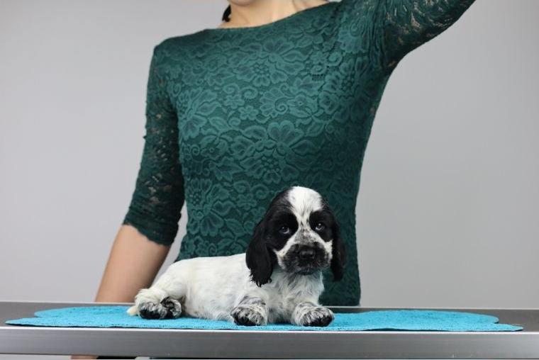 Englisch Cocker Spaniel mit Stammbaum von Züchter