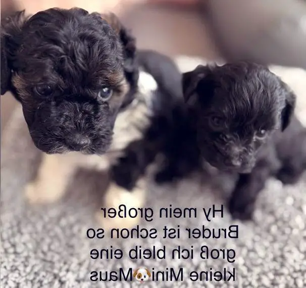 Süsse kleine Bolonka Zwergpudel Bollipoo Welpen