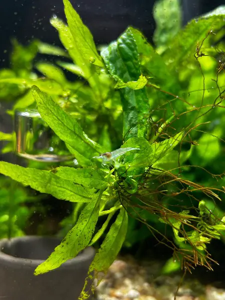 Neocaridina Zwerggarnele Blue jelly