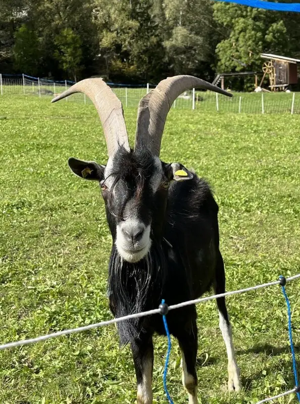 Bündner Strahlenziegen Bock zu verkaufen