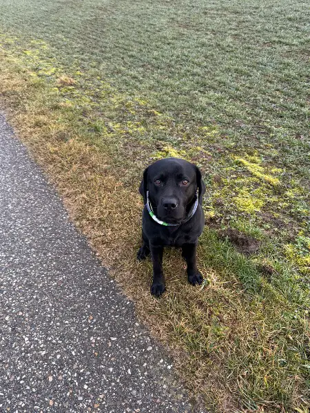 Labrador Deckrüde gesucht