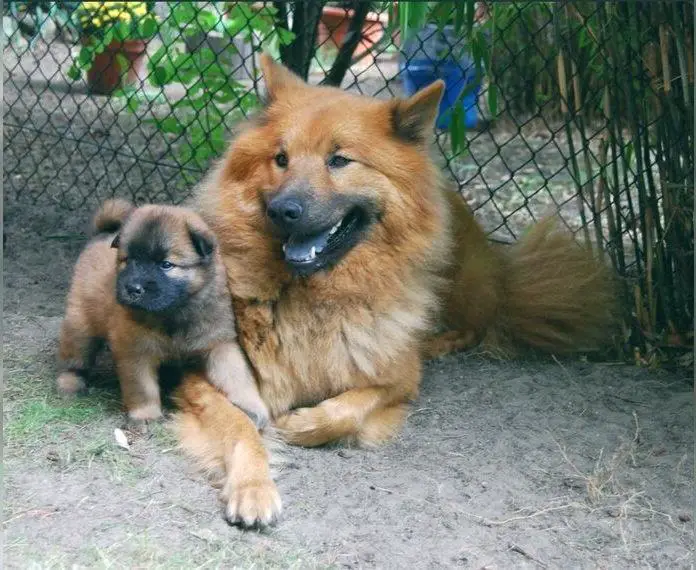 Wurf Planung Eurasier Welpen