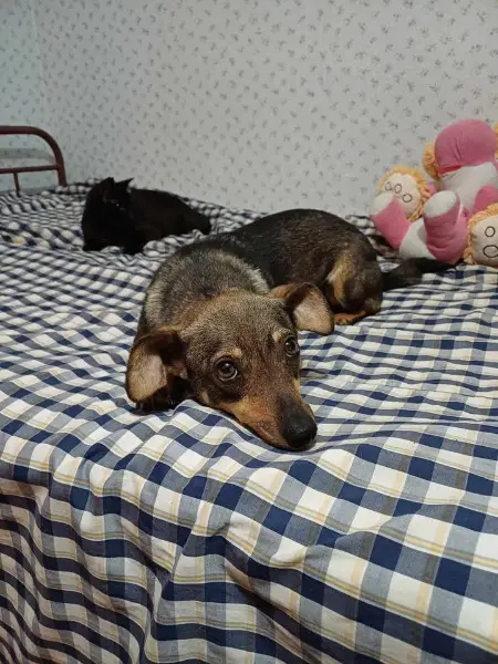 Süsses Dackel-Mix-Mädchen sucht ein neues Zuhause