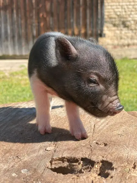 zu verkaufen: Minipig - Ferkel oder Sau