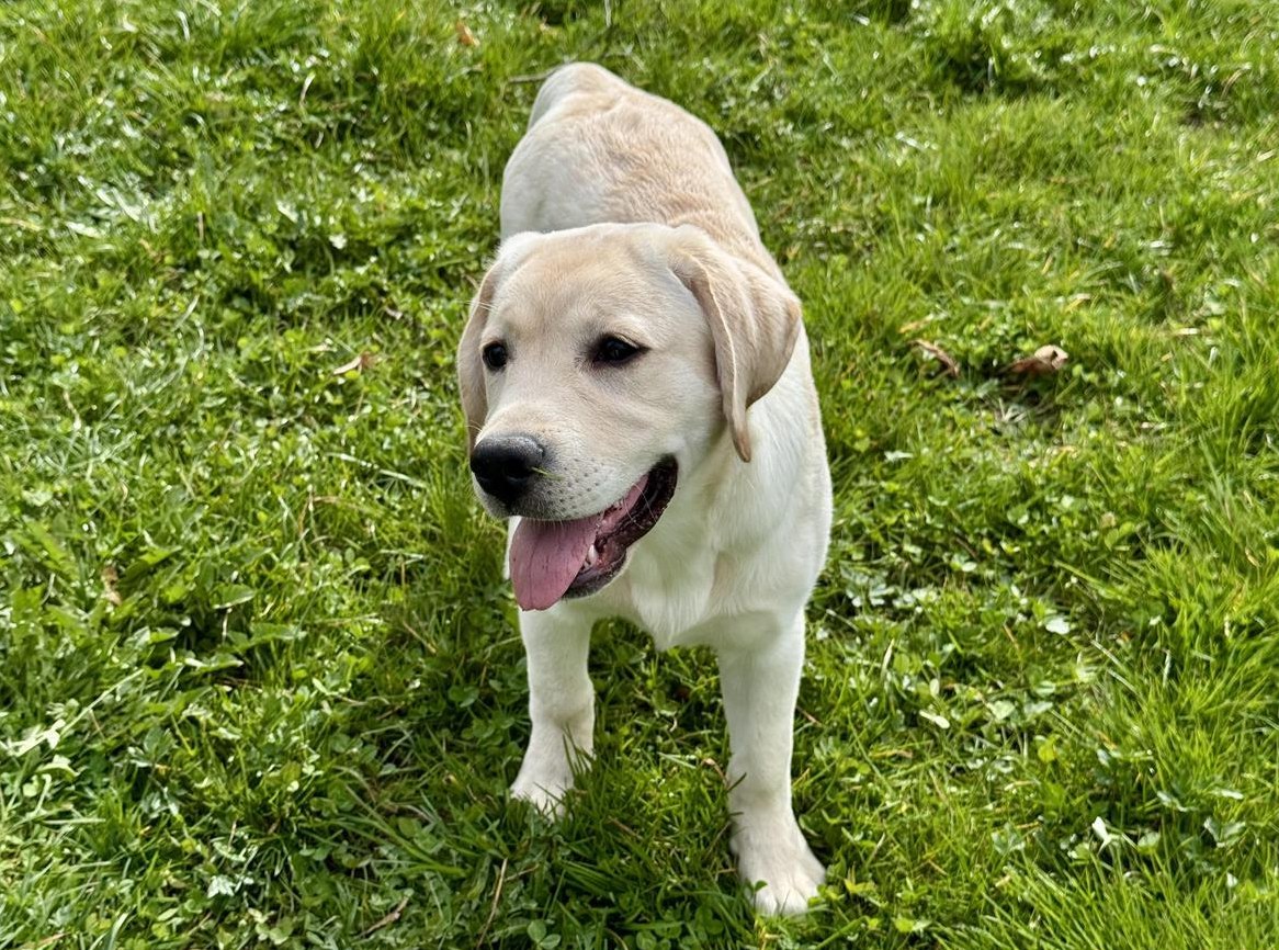 Labrador Retriever Hündin, 6 Monate mit Ahnentafel