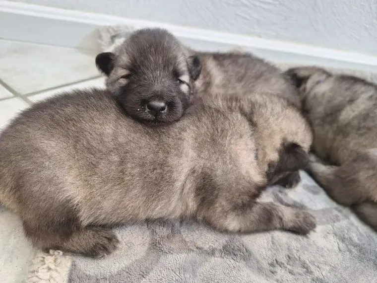 Reinrassige Wolfsspitz Welpen