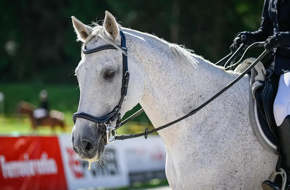 Reitbeteiligung für Holsteiner Stute, Kanton Zug