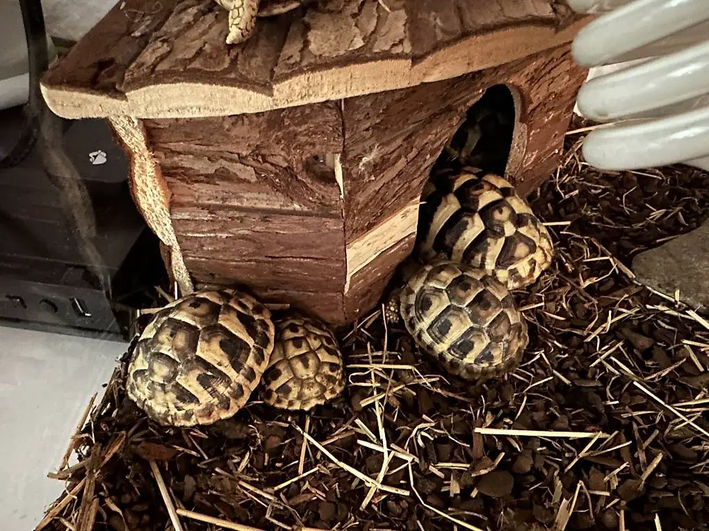 Griechische Landschildkröte