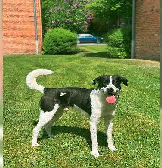AussiedorDeckrüde F1 (Labrador x Australian Shepherd)