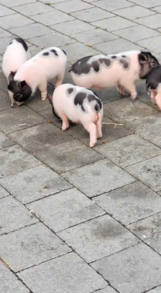 Gantrisch Minipigs suchen ein Zuhause