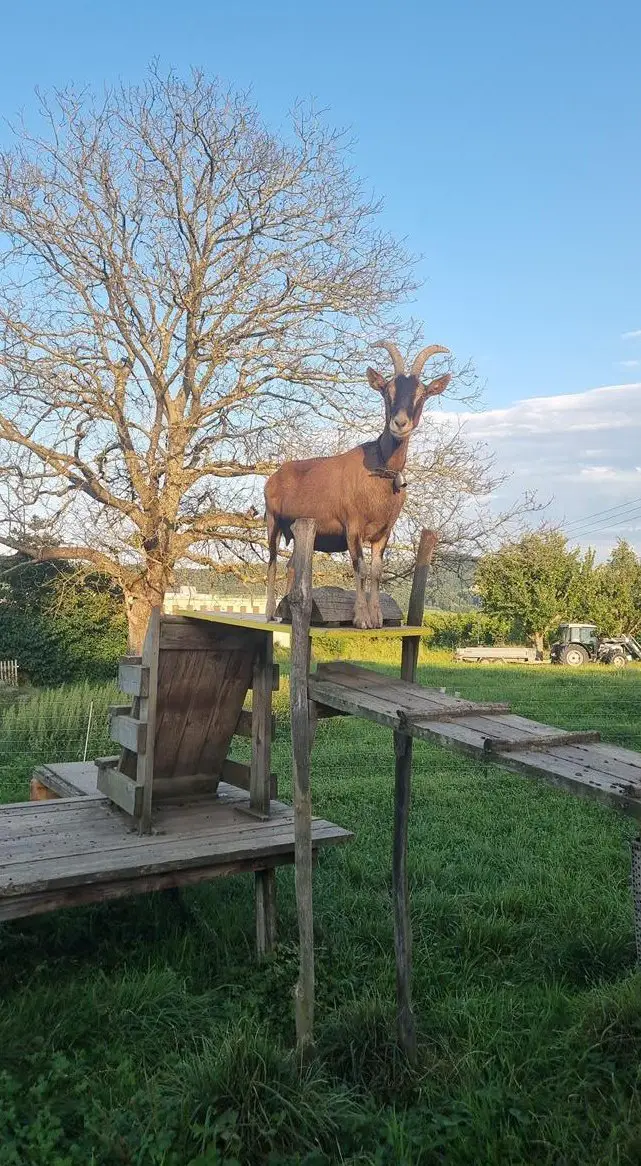 Sehr dominante Appenzellerziege zu verkaufen