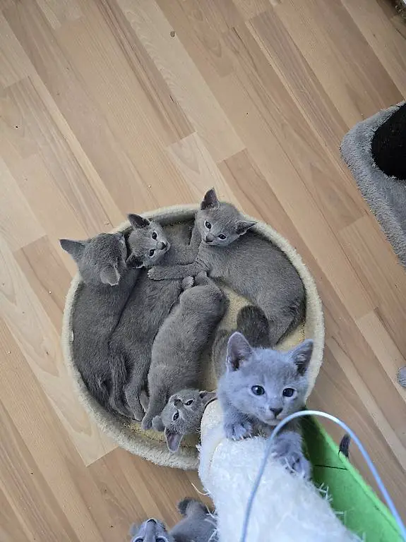 Russisch-Blau kitten mit Stammbaum abgabebereit