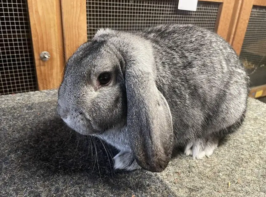 2 Reinrassige Kleinwidder Zippen, chinchillafarbig