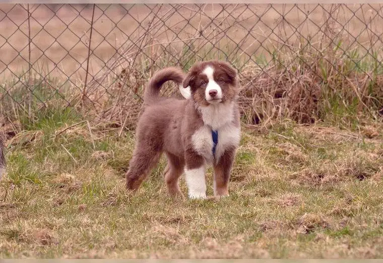 Australian Shepherd Welpe Rüde ASCA