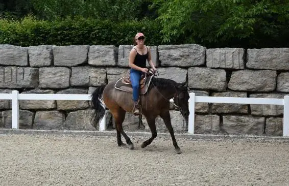 Reitbeteiligung auf Quarter Horse, Kanton Bern