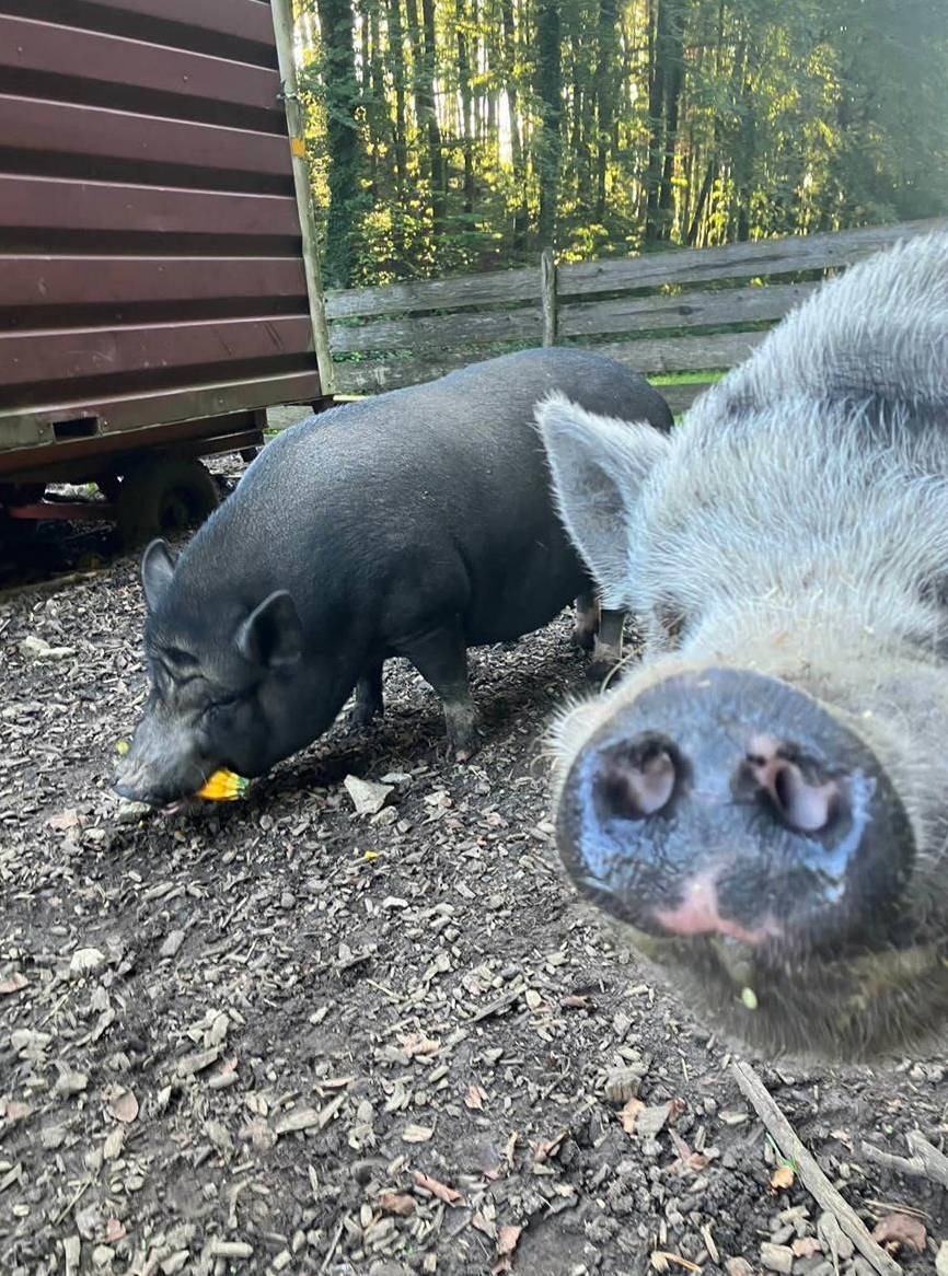 2 coole Minipigs suchen einen neuen Platz