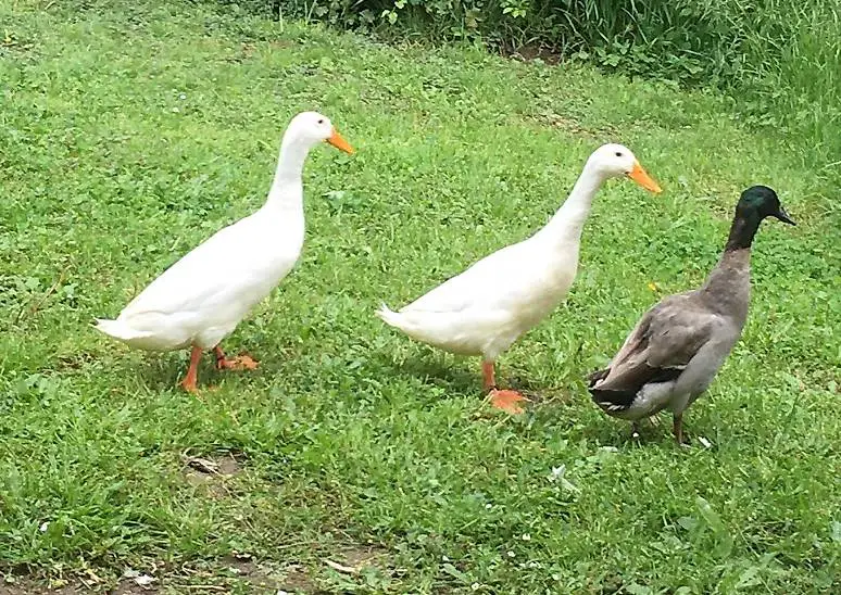 Weisser Laufenten Erpel abzugeben