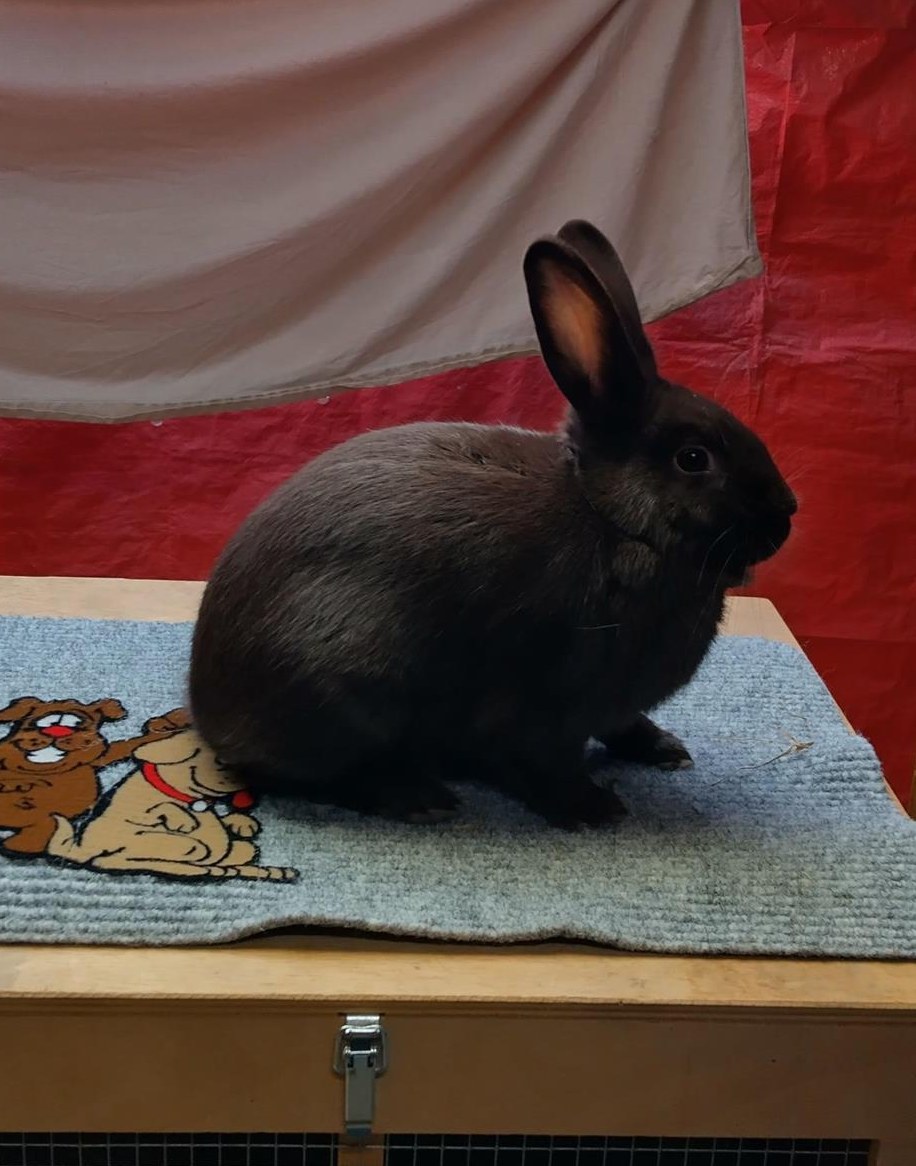 Havanna Kaninchen Zippe zu verkaufen