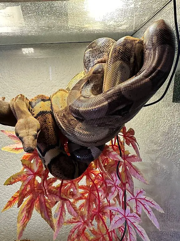 Boa Contrictor paar an guten Platz abzugeben