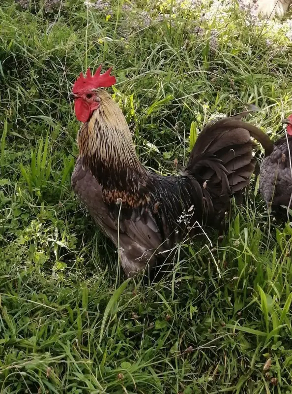 2 Hennen und 3 reinrassige Güggel suchen ein Zuhause