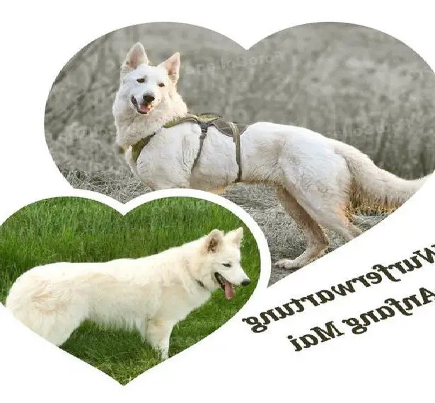 Wurferwartung von Weisser Schweizer Schäferhund/Langstock