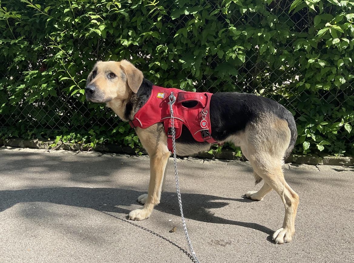 Rüde Adam braucht Hundeerfahrung